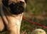 Mops Must Have Angelina Jolie