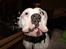 Amerikansk bulldog Daimond R.I.P 21/6-2010