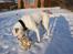 Amerikansk bulldog Daimond R.I.P 21/6-2010