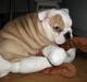 Engelsk bulldog Molly