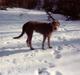 Irsk ulvehund Faxbos Cinderella R.I.P.