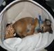 Chihuahua Victor