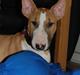 Bullterrier Honey 31.01.2010 - 21.07.2017