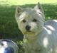 West highland white terrier Frida/ kni's snow crystal