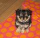 Pomeranian / Pekingeser Mimmi
