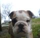 Engelsk bulldog Don