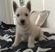 West highland white terrier Matchmaker (Felix)