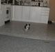 Amerikansk staffordshire terrier bella