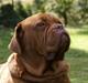 Dogue de bordeaux Osama De Tatouage  