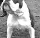 Olde english bulldogge Tago