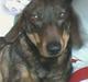Gravhund tilde