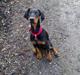 Dobermann GOF Excellent Evita