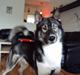 Siberian husky Blue