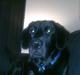 Labrador retriever Kay