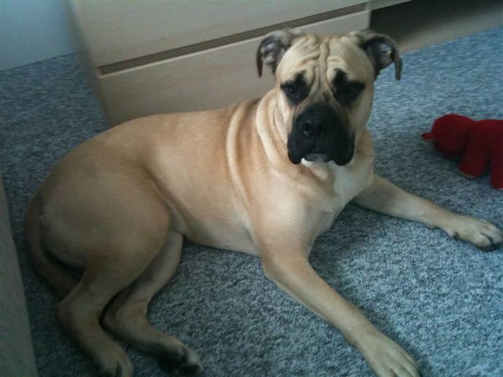 Blanding af racer Bella Eng.Bulldog/Mastiff - Stor er smuk.. 10 mdr gammel.. billede 1