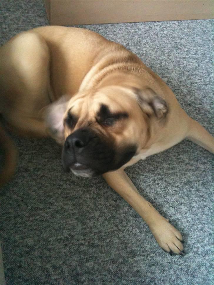 Blanding af racer Bella Eng.Bulldog/Mastiff - ååh det klør altså det ører der.. :-) billede 2