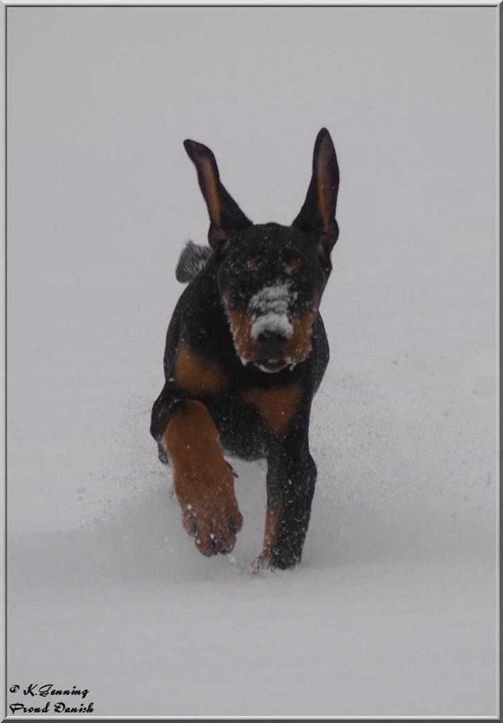 Dobermann Proud Danish Cool Camelot billede 2