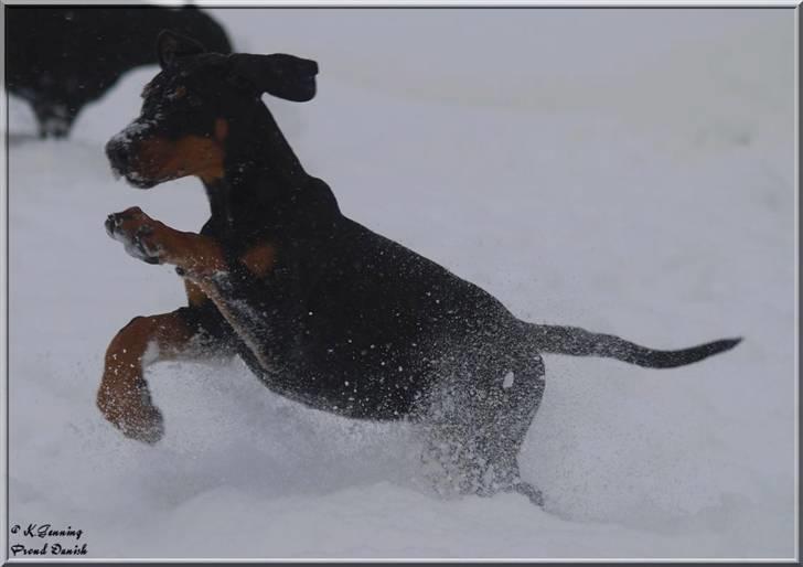 Dobermann Proud Danish Cool Camelot billede 3