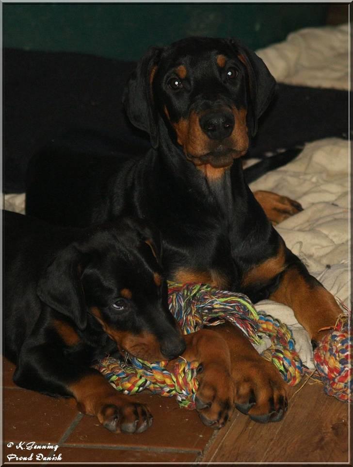 Dobermann Proud Danish Cool Camelot - Mig og lille Triton, hjemme hos opdrætter billede 4