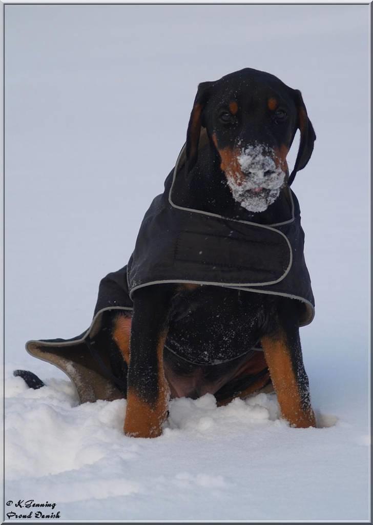 Dobermann Proud Danish Cool Camelot billede 5