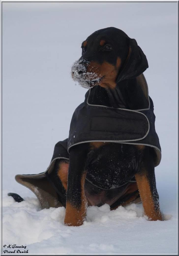 Dobermann Proud Danish Cool Camelot billede 6