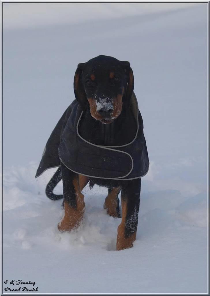 Dobermann Proud Danish Cool Camelot billede 7