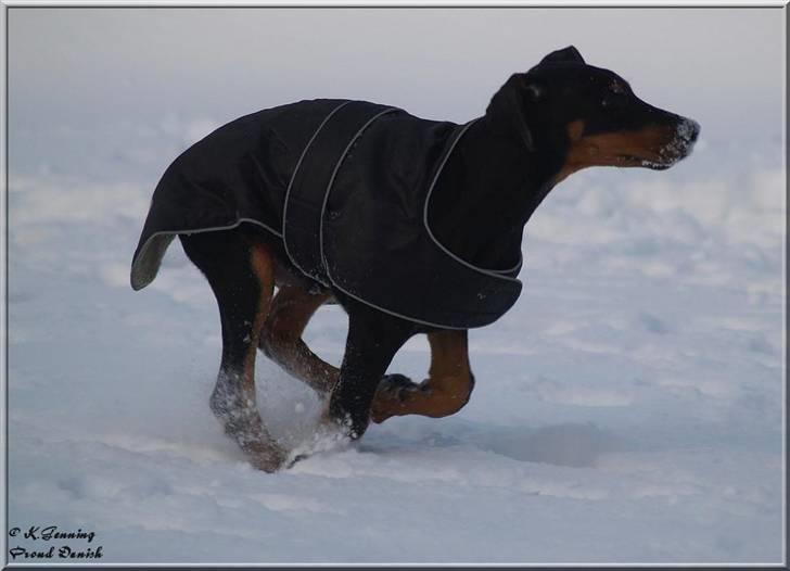 Dobermann Proud Danish Cool Camelot billede 9