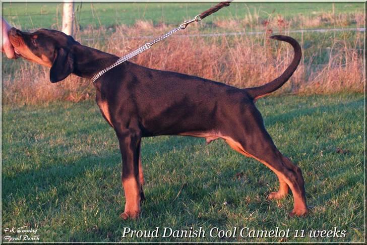 Dobermann Proud Danish Cool Camelot billede 10