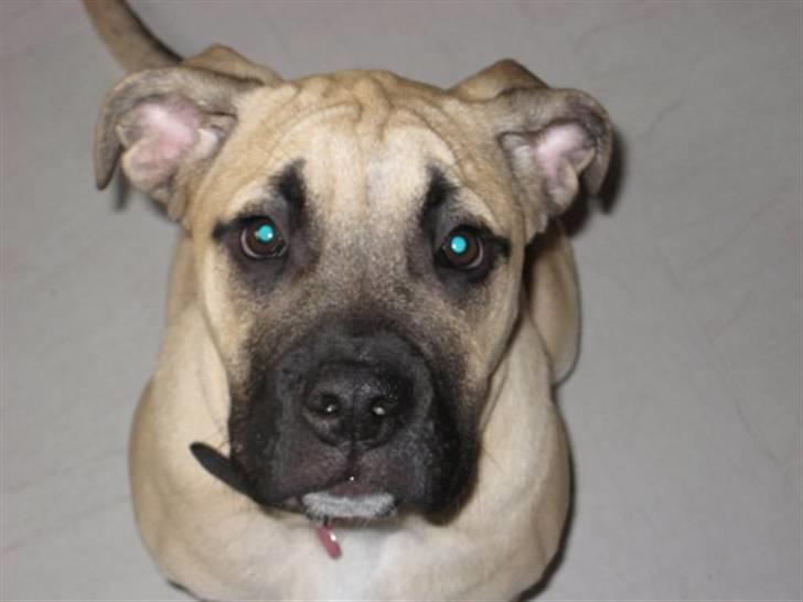 Blanding af racer Bella Eng.Bulldog/Mastiff - Se mor ! Jeg sitter så pænt :-) billede 4
