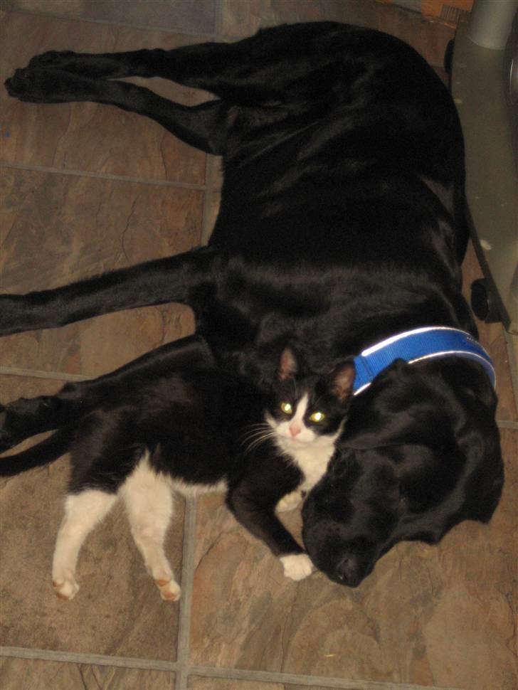 Labrador retriever Thais billede 1