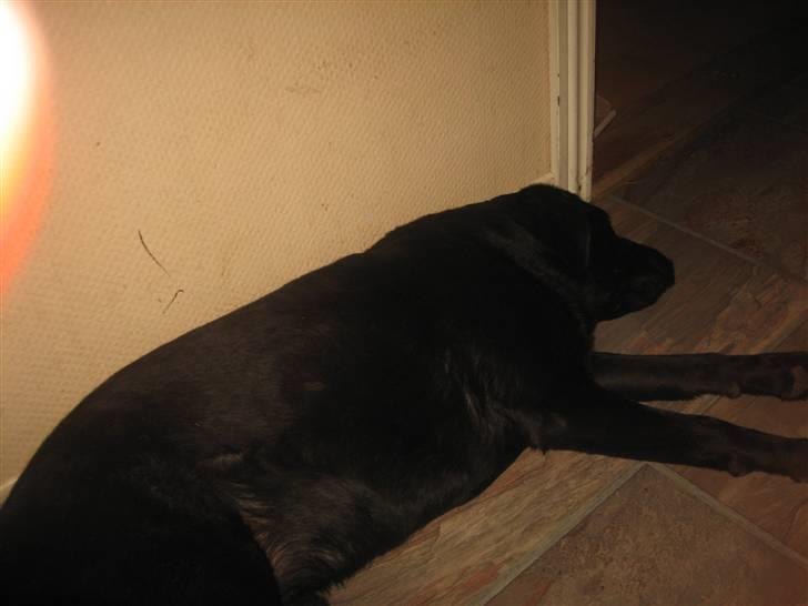 Labrador retriever Thais billede 2