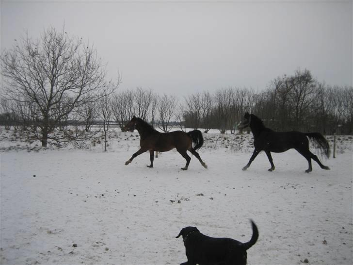 Labrador retriever Thais billede 3