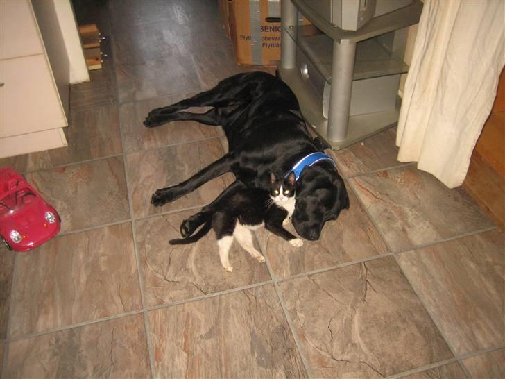 Labrador retriever Thais billede 4