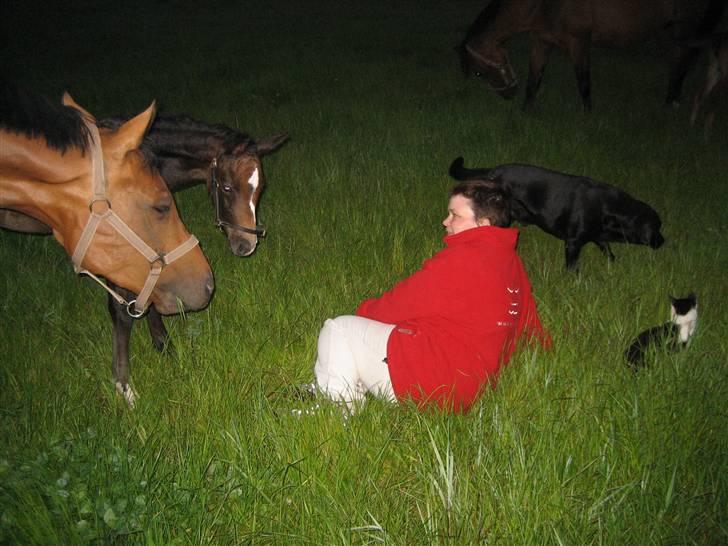 Labrador retriever Thais billede 5