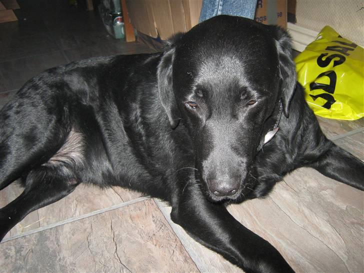 Labrador retriever Thais billede 6