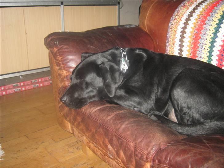 Labrador retriever Thais billede 7