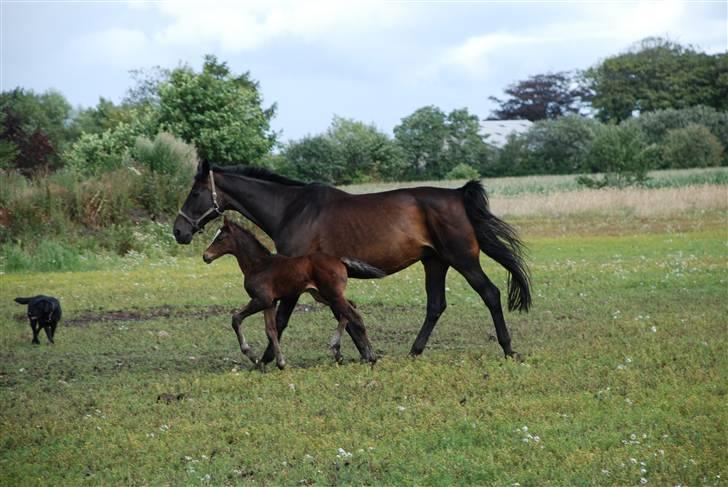 Labrador retriever Thais billede 8