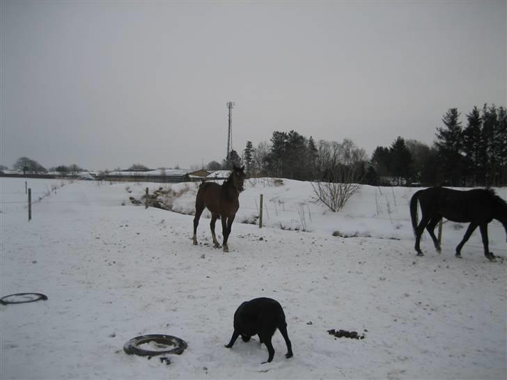 Labrador retriever Thais billede 9