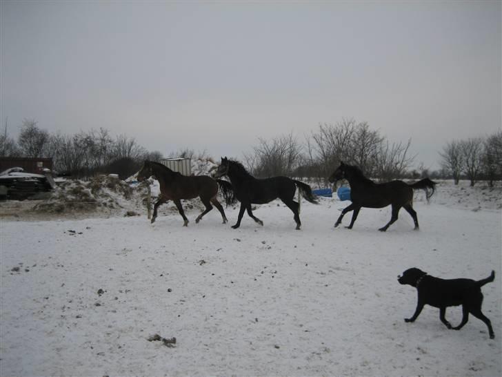 Labrador retriever Thais billede 10