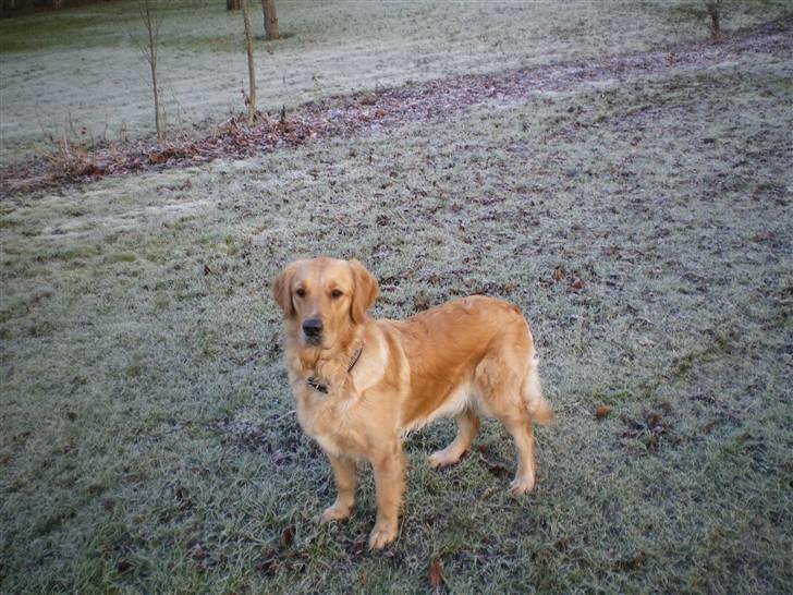 Golden retriever Sallie - smukke tøz.. billede 14