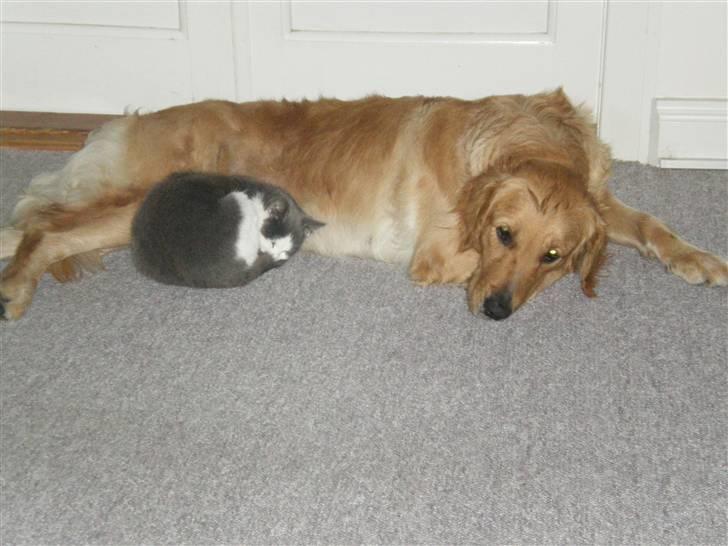 Golden retriever Sallie - elsker katte.. billede 15