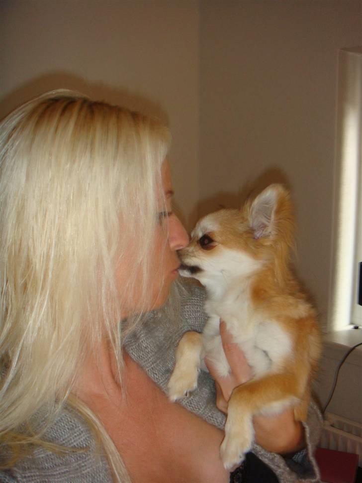 Chihuahua Divine Angel - Møzzz Mor billede 19