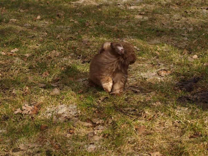 Shih tzu Valentina (Kaldt Kiko) billede 12