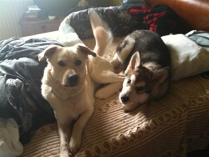 Blanding af racer Ramses - Ramses & Sakimo..  billede 11