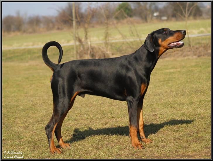 Dobermann Proud Danish Cool Camelot billede 11