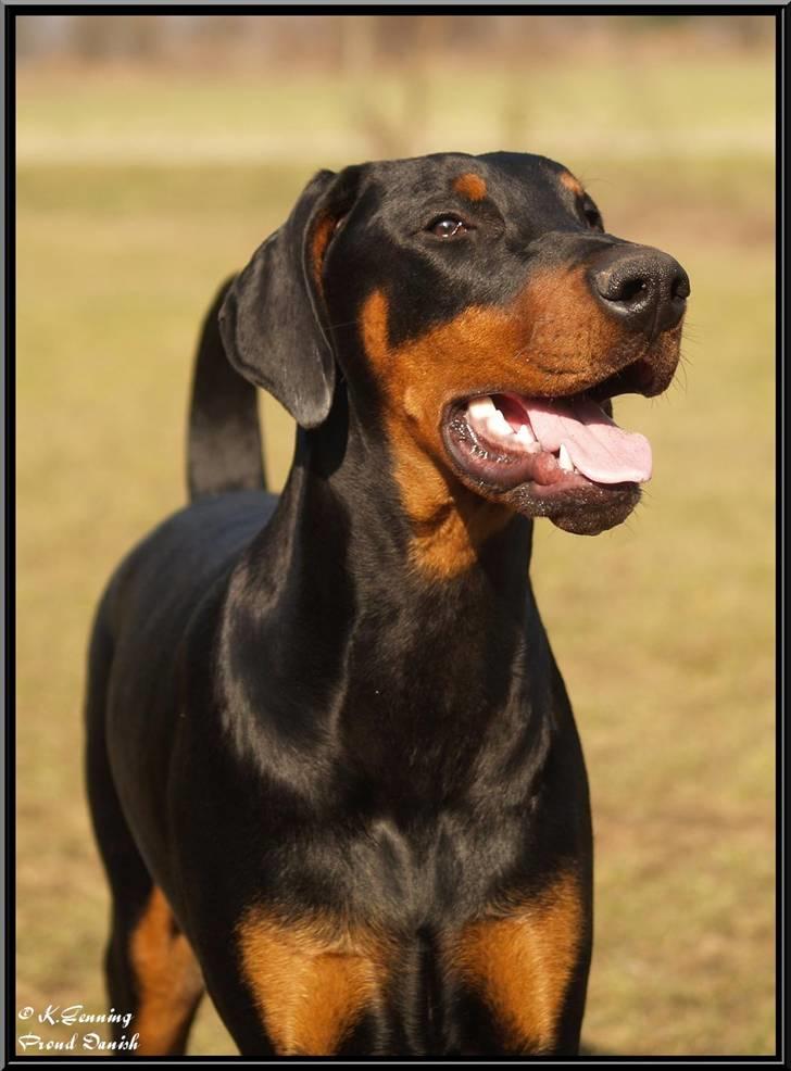 Dobermann Proud Danish Cool Camelot billede 12