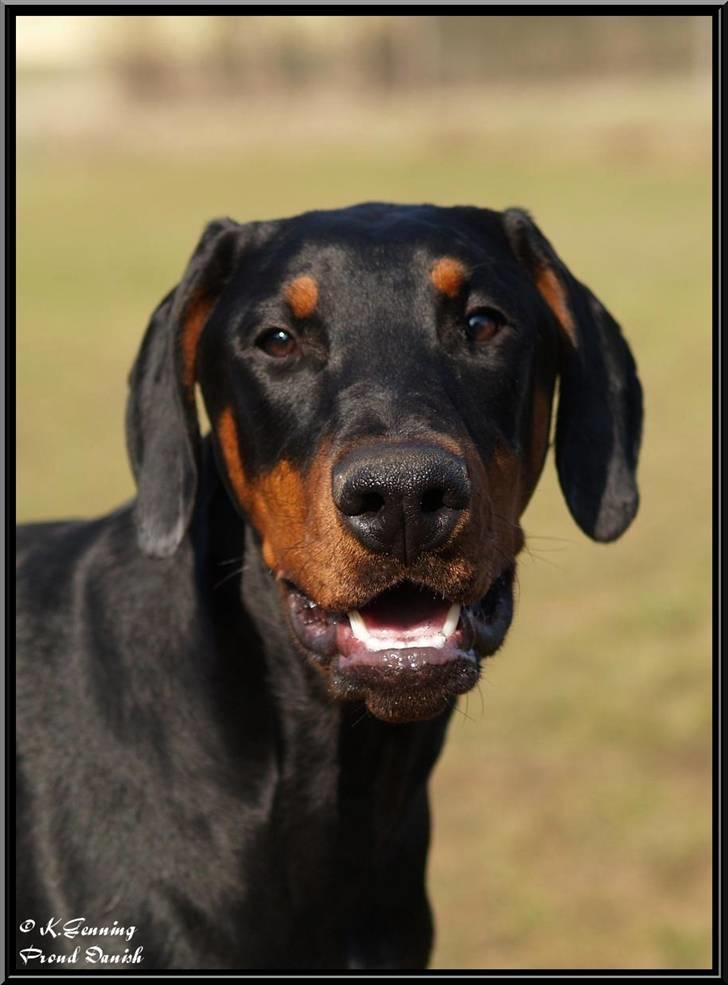 Dobermann Proud Danish Cool Camelot billede 13