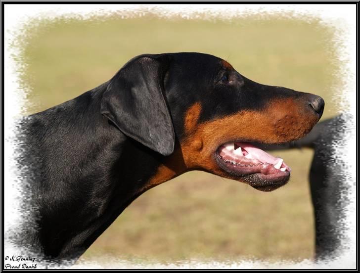 Dobermann Proud Danish Cool Camelot billede 14