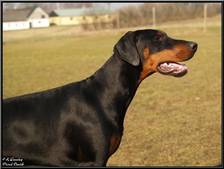 Dobermann Proud Danish Cool Camelot billede 15