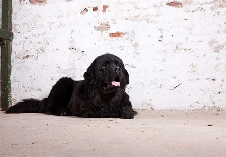 Newfoundlænder Dante - FOTO: Peder Pan, Grindsted billede 4